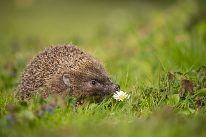 Hedgehog