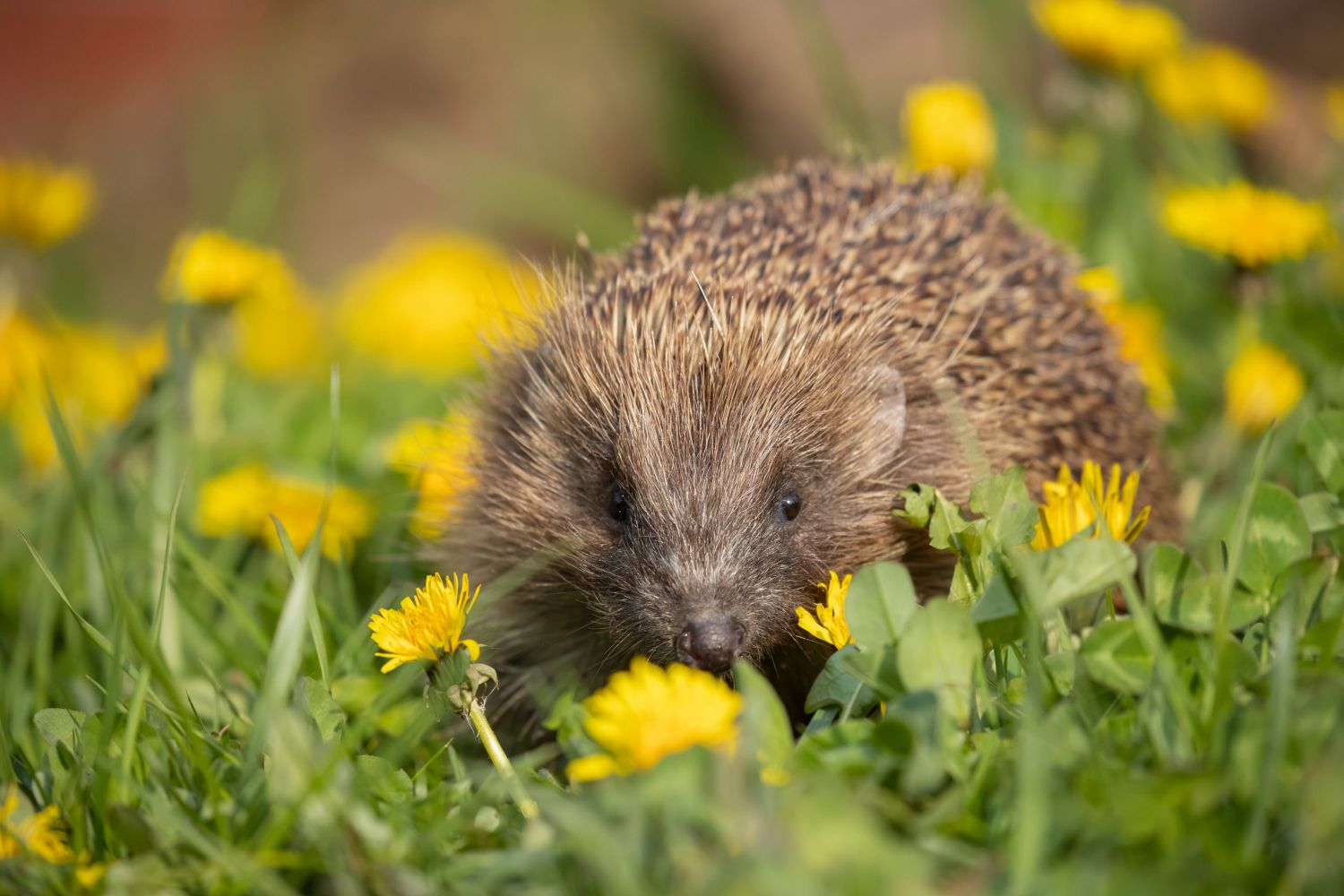 Hedgehog