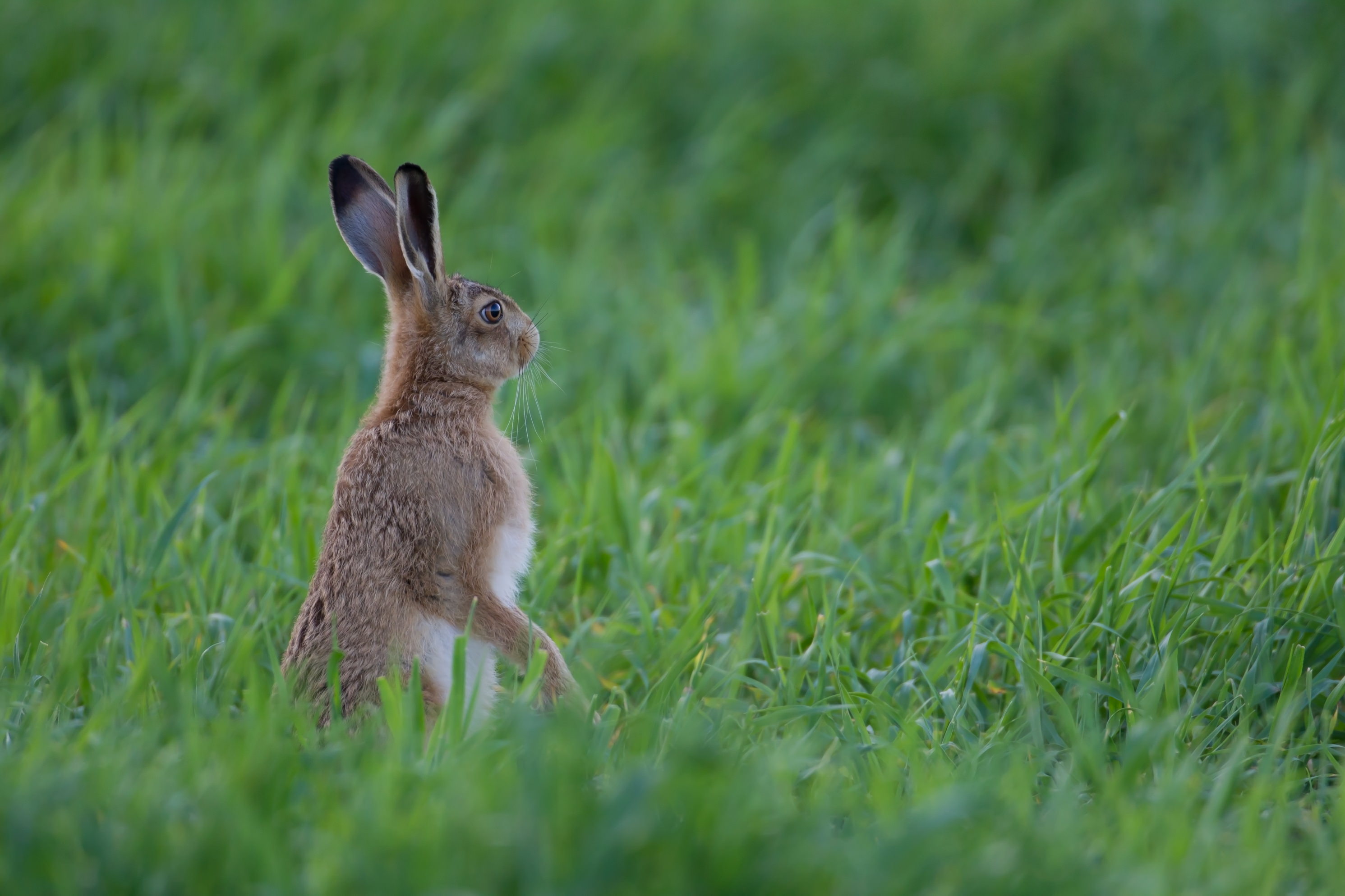 Brown hare