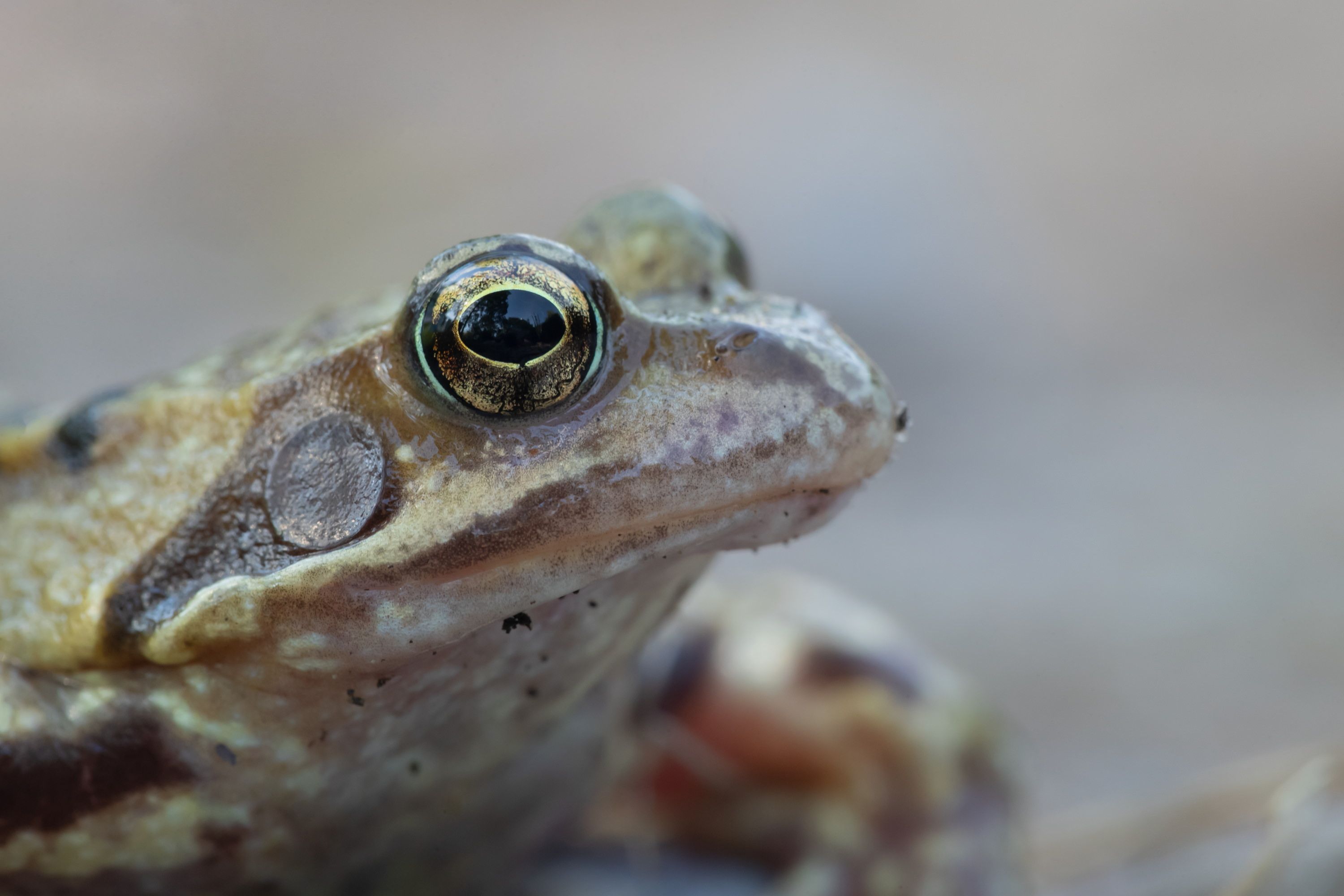 Common frog