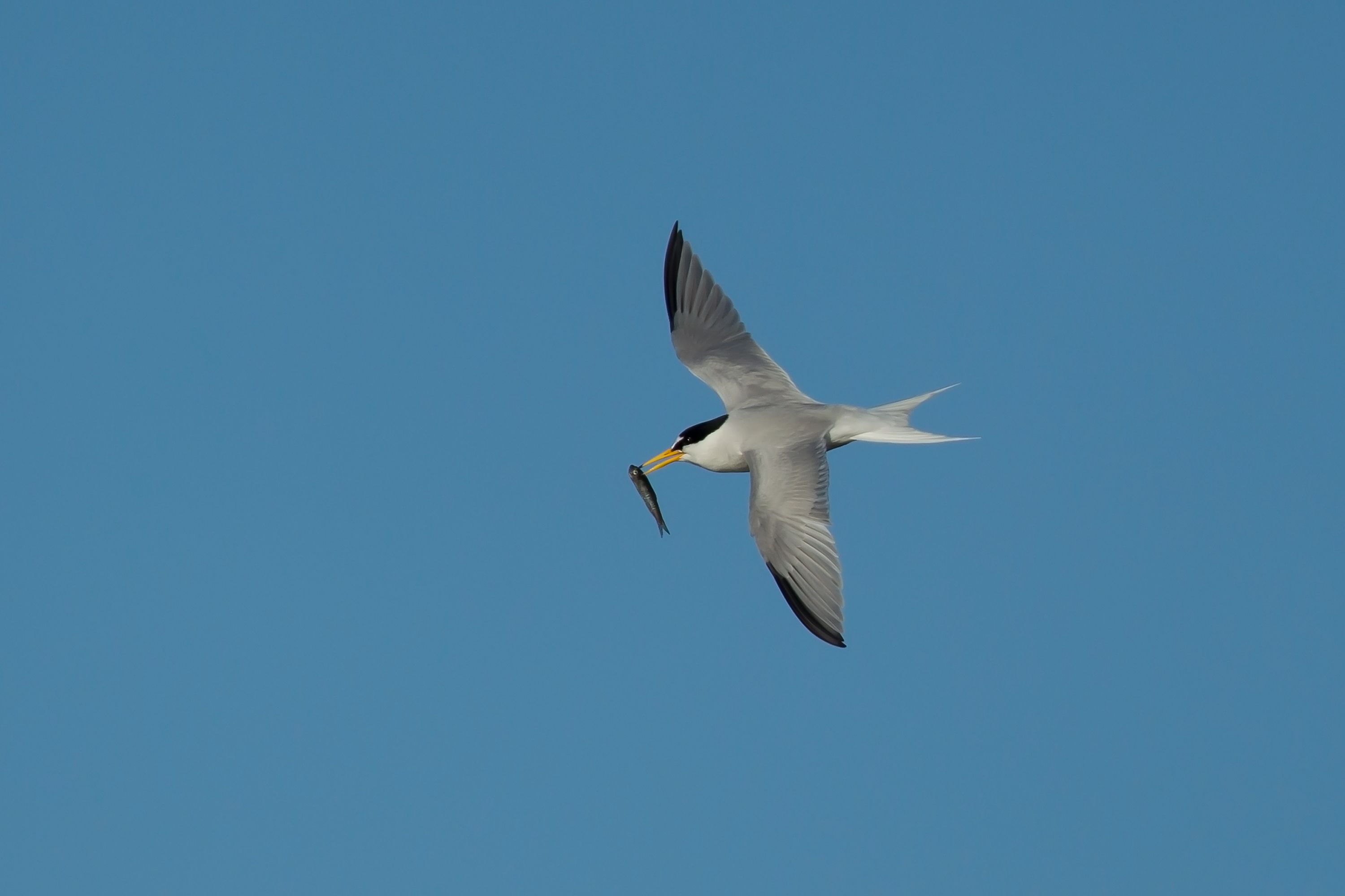 Little tern