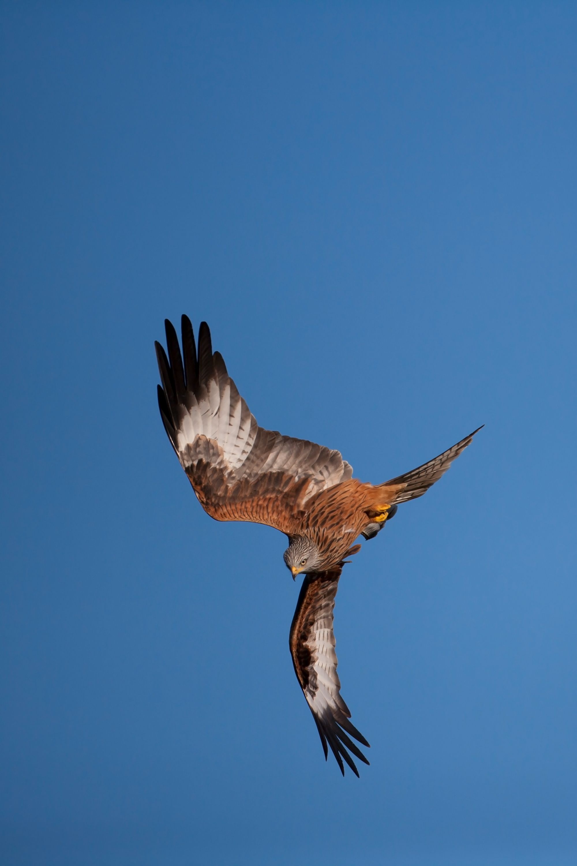 red-kite